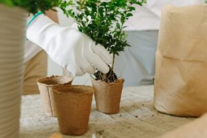 Tips for Creating a Sustainable and Eco-Friendly Home Garden Year-Round