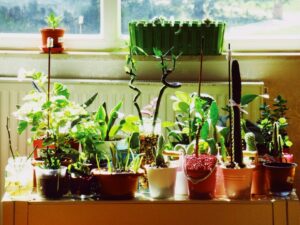 The Benefits of Incorporating Houseplants into Your Home Décor