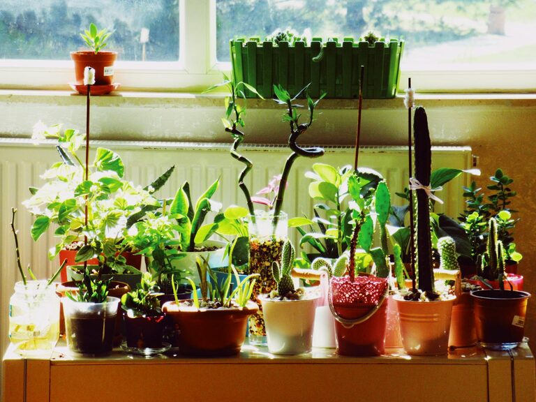 The Benefits of Incorporating Houseplants into Your Home Décor